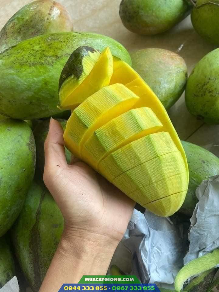 xoai-dai-loan-xanh-gia-tri-kinh-te-cao Đặc điểm giống xoài Đài Loan xanh