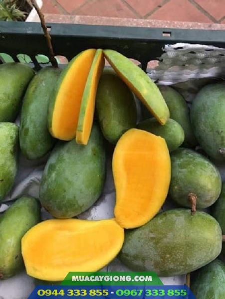 Cây giống Xoài Thái Hạt Lép - Năng Suất Cao, Chất Lượng Vượt Trội Cây giống xoài Thái hạt lép 1