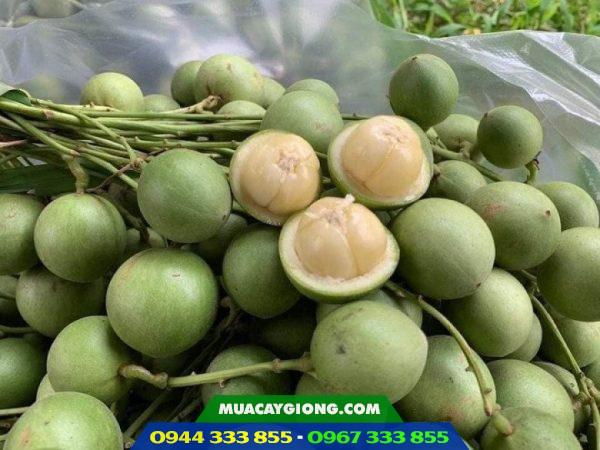 Cây dâu da xanh: Nguồn gốc, đặc điểm, nơi mua cây giống