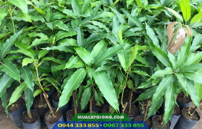 cay_giong_xoai_ghep_uc_thai_dai_loan_ngoc_van_cat_hoa_loc Địa chỉ và giá bán cây giống xoài các loại