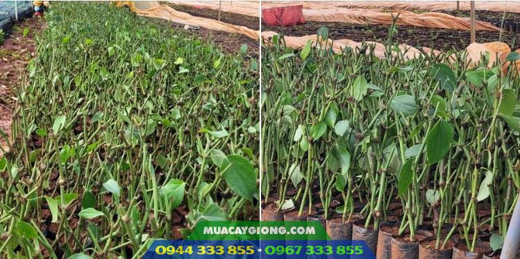 cung_cap_cay_giong_tieu_tung_linh_ac_va_luon Giá bán và nơi mua giống tiêu Tùng Linh