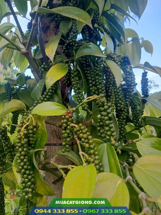 dac_diem_va_cach_trong_giong_tieu_tung_linh Giới thiệu đặc điểm và cách trồng giống tiêu Tùng Linh