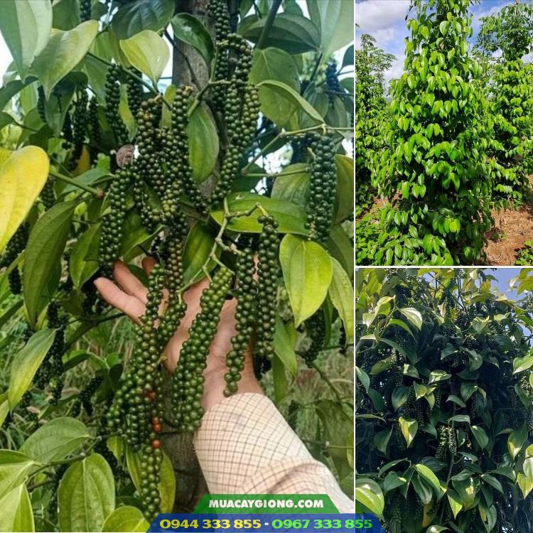 dia_chi_cung_cap_giong_tieu_tung_linh Địa chỉ cung cấp giống tiêu Tùng Linh