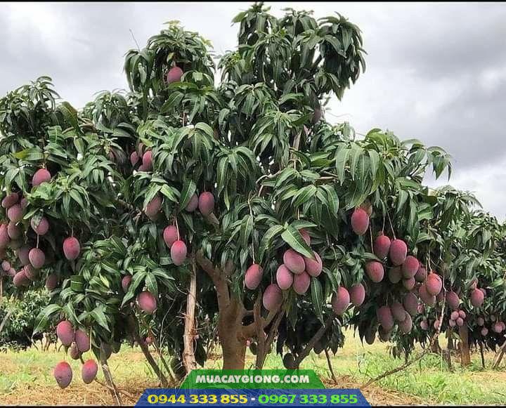 giong_cay_xoai_dai_loan_do_xoai_ngoc_van Đặc điểm và kỹ thuật trồng xoài Ngọc Vân