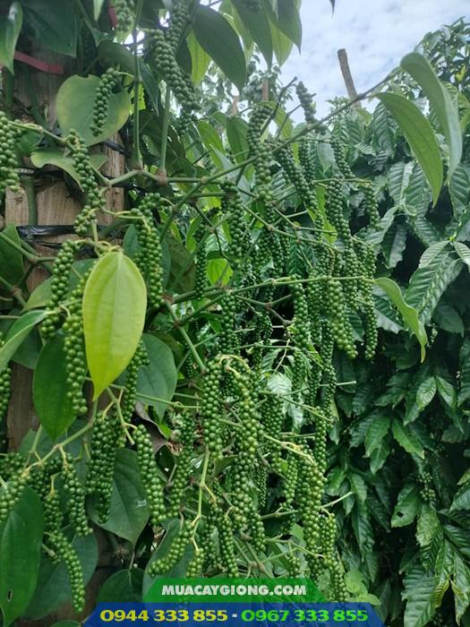 giong_tieu_tung_linh_giong_tieu_moi_nang_suat_cao Giống tiêu Tùng Linh: Giống tiêu mới năng suất cao