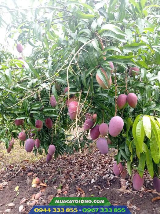 giong_xoai_dai_loan_do_xoai_tim_ngoc_van Giống xoài Đài Loan đỏ (xoài tím Đài Loan, xoài Ngọc Vân)