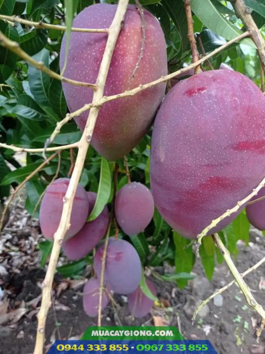 xoai_dai_loan_do_xoai_tim_ngoc_van Mua cây giống xoài Đài Loan đỏ (xoài Ngọc Vân) ở đâu