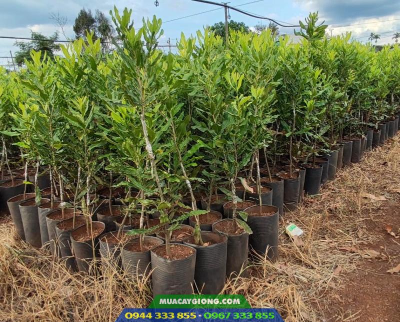 cay_giong_mac_ca_cao_san Cung cấp cây giống mắc ca A38