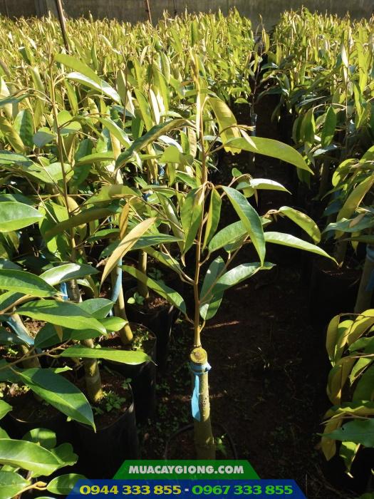 cay_giong_sau_rieng_black_thorn_d200_malaysia Mua cây giống sầu riêng black thorn ở đâu đảm bảo