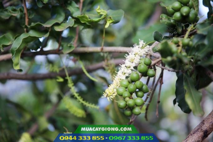 cay_mac_ca_A38 Đặc điểm giống mắc ca A38