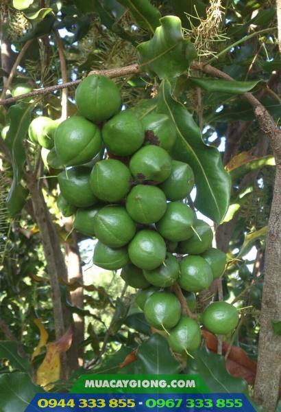 cung_cap_giong_mac_ca_A38 Địa chỉ cung cấp giống mắc ca A38