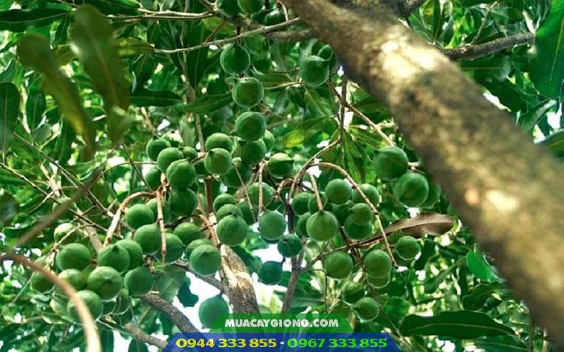 dac_diem_cay_mac_ca Kỹ thuật trồng mắc ca A38