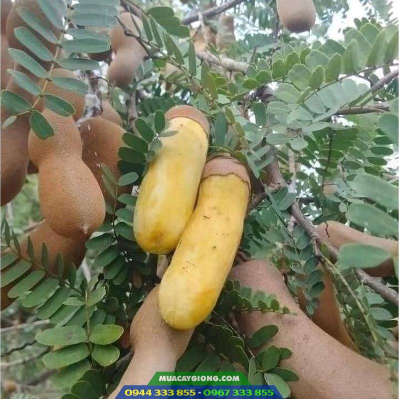 dac_diem_va_ky_thuat_trong_me_thai_ngot Đặc điểm và kỹ thuật trồng me Thái ngọt