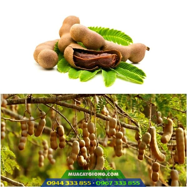 giong_me_thai_me_ngot Giống me Thái (me ngọt)