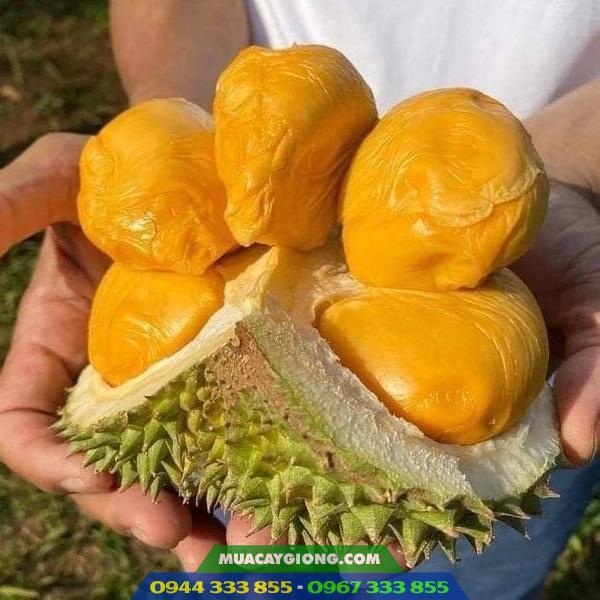 giong_sau_rieng_black_thorn_d200_h2 Đặc điểm giống sầu riêng black thorn