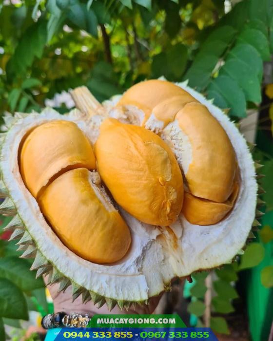 hinh_anh_giong_sau_rieng_black_thorn_d200 Mua cây giống sầu riêng Black Thorn ở đâu chất lượng?