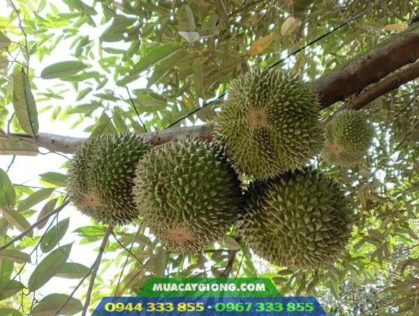 trai_sau_rieng_black_thorn_d200 Kỹ thuật trồng sầu riêng black thorn