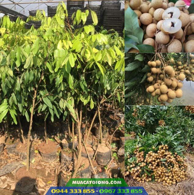 Cây giống nhãn hương chi (nhãn Hưng Yên) 3 Mua cây giống nhãn hương chi ở đâu?