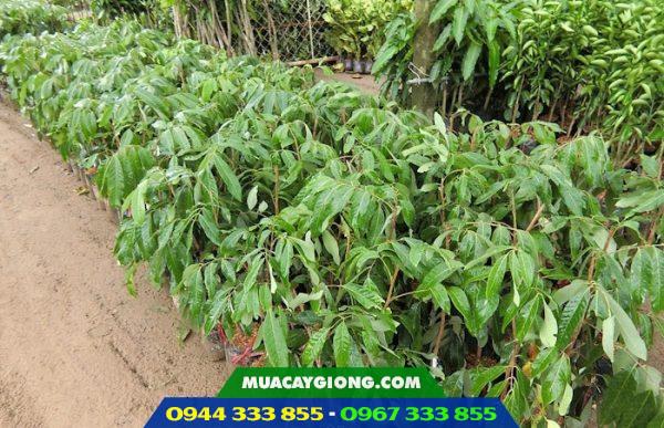 Giá bán và địa chỉ cung cấp giống nhãn hương chi