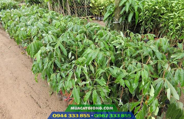 Cây giống nhãn hương chi (nhãn Hưng Yên) 4 Giá bán và địa chỉ cung cấp giống nhãn hương chi