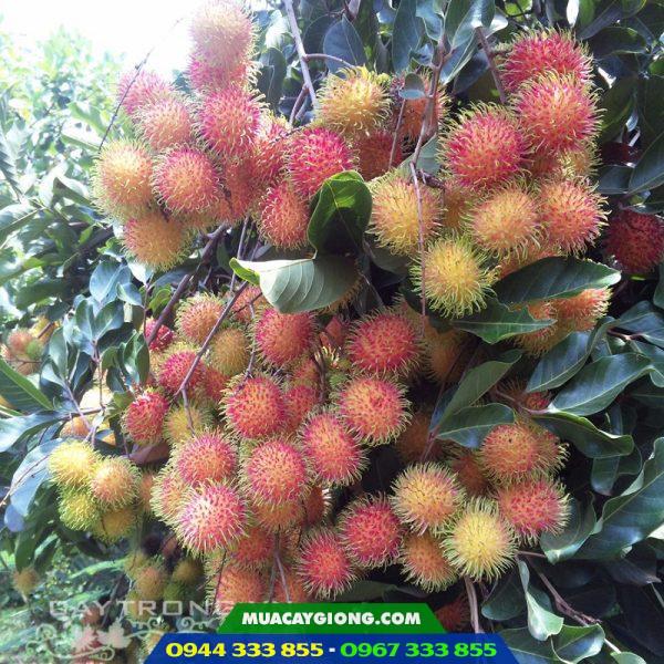 Đặc điểm và kỹ thuật trồng chôm chôm Thái