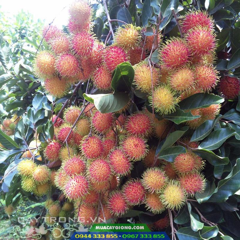 Cây giống chôm chôm Thái Lan tróc hạt 2 Đặc điểm và kỹ thuật trồng chôm chôm Thái