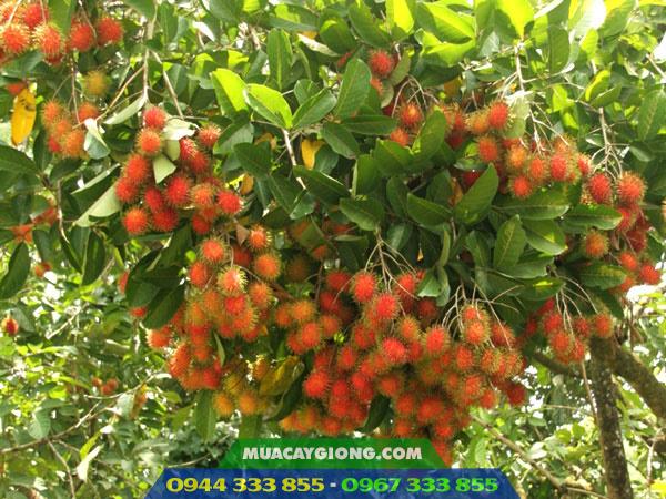 Cây giống chôm chôm Thái Lan tróc hạt 1 Giống chôm chôm Thái: Đặc điểm và địa chỉ mua giống uy tín