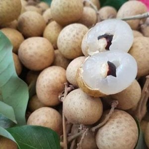 Giống nhãn hương chi - Nguồn gốc, kỹ thuật trồng và địa chỉ cung cấp