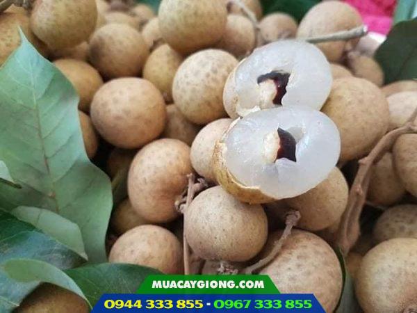 Giống nhãn hương chi - Nguồn gốc, kỹ thuật trồng và địa chỉ cung cấp