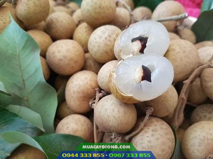 Cây giống nhãn hương chi (nhãn Hưng Yên) 1 Giống nhãn hương chi - Nguồn gốc, kỹ thuật trồng và địa chỉ cung cấp