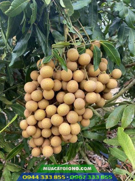 Cây giống nhãn hương chi (nhãn Hưng Yên) 2 Đặc điểm và kỹ thuật trồng giống nhãn hương chi