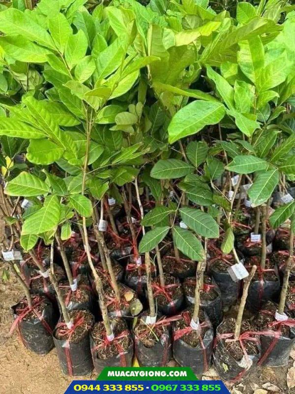 Giá bán và địa chỉ cung cấp giống chôm chôm Thái