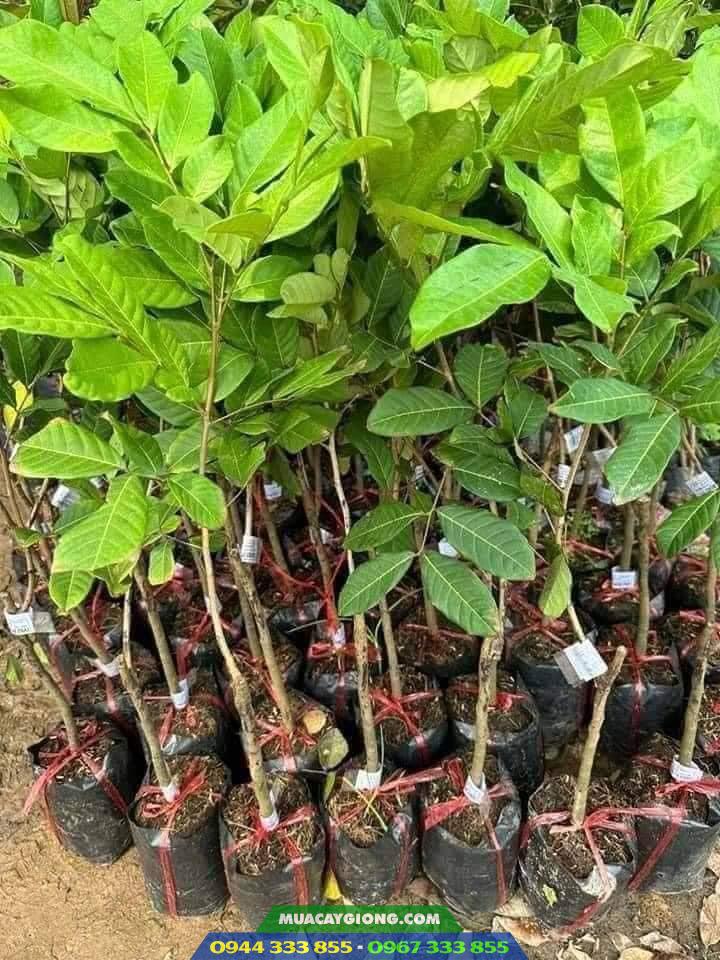 mua_cay_giong_chom_chom_o_dau Giá bán và địa chỉ cung cấp giống chôm chôm Thái