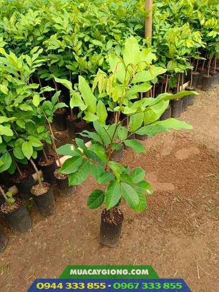 Cây giống chôm chôm Thái Lan tróc hạt 3 Mua cây giống chôm chôm Thái ở đâu?