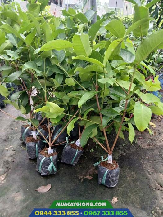 Cây giống mận hồng Sóc Trăng (Mận hồng MST) 4 Giá bán và địa chỉ cung cấp giống mận hồng MST (Mận hồng Sóc Trăng)