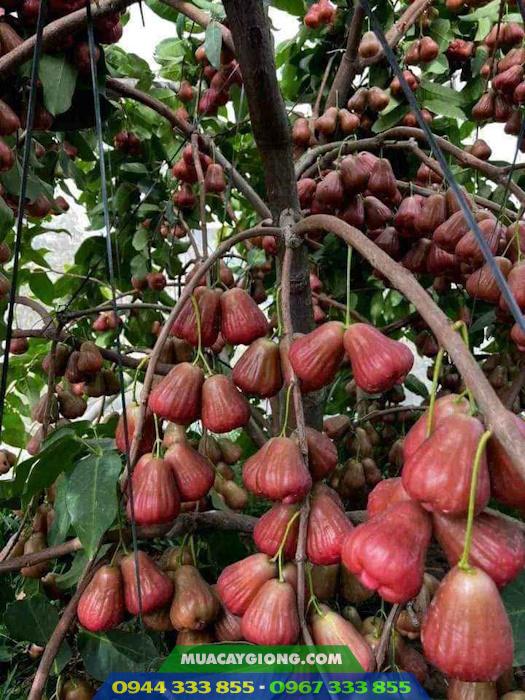 Cây giống mận hồng Sóc Trăng (Mận hồng MST) 2 Đặc điểm và kỹ thuật trồng mận hồng MST