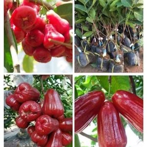 Mua giống cây mận hồng MST (Mận hồng Sóc Trăng) ở đâu?