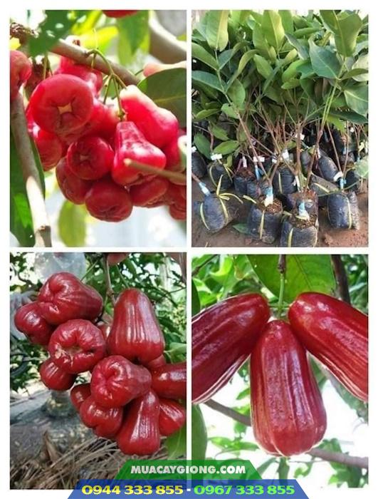 Cây giống mận hồng Sóc Trăng (Mận hồng MST) 3 Mua giống cây mận hồng MST (Mận hồng Sóc Trăng) ở đâu?