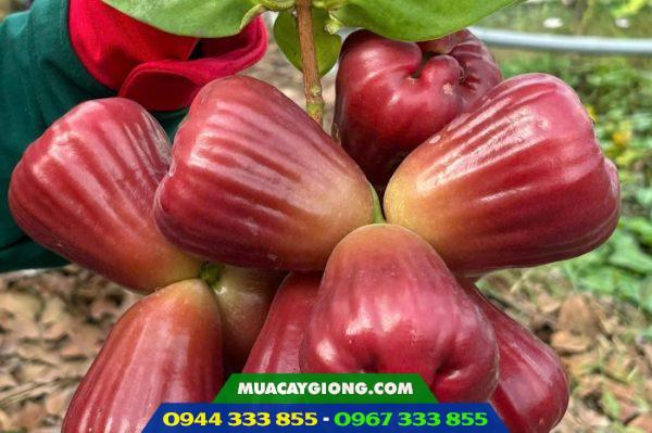 Giống mận hồng Sóc Trăng (Mận hồng MST)