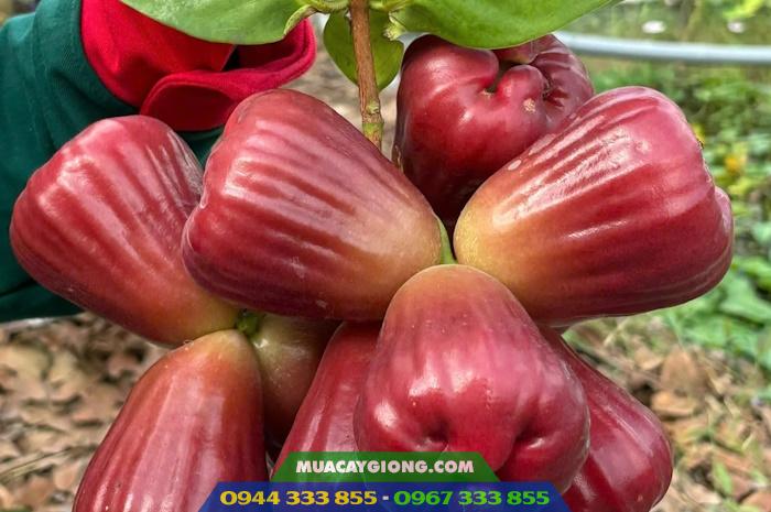 Cây giống mận hồng Sóc Trăng (Mận hồng MST) 1 Giống mận hồng Sóc Trăng (Mận hồng MST)